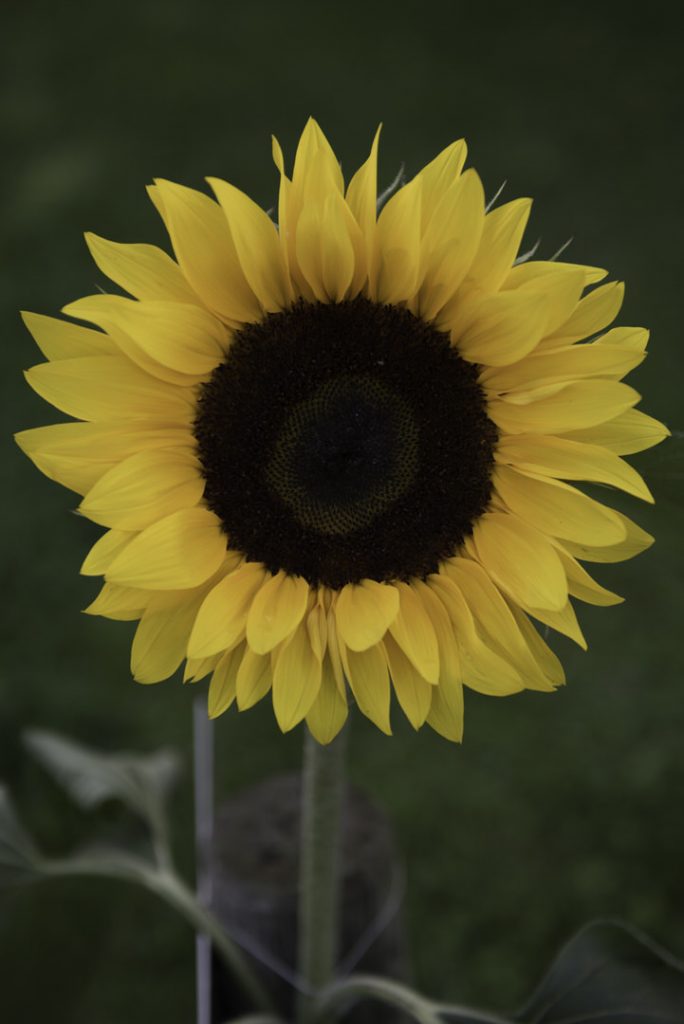 Luzias Geburtstagsfeier