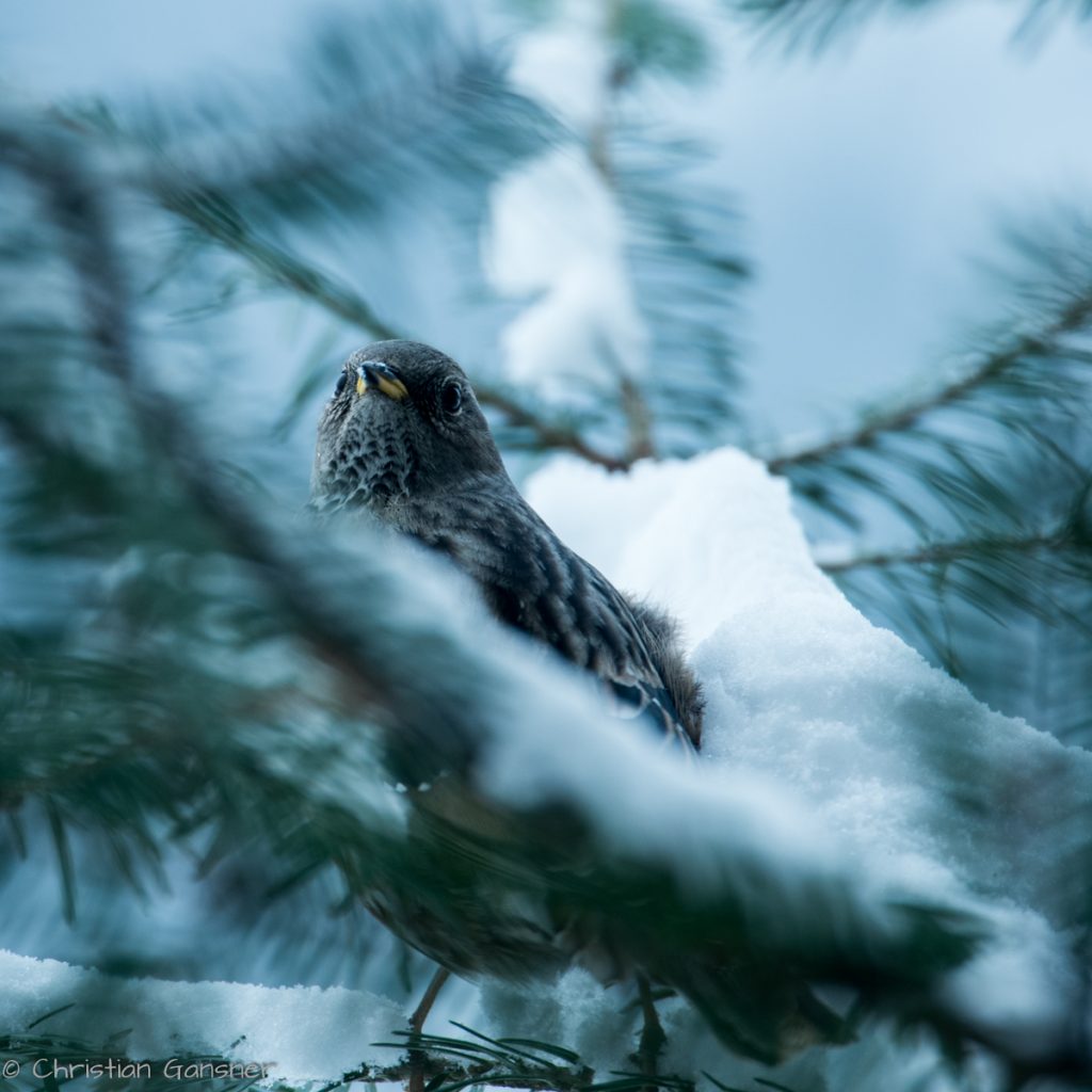 Alpenbraunelle im Schnee