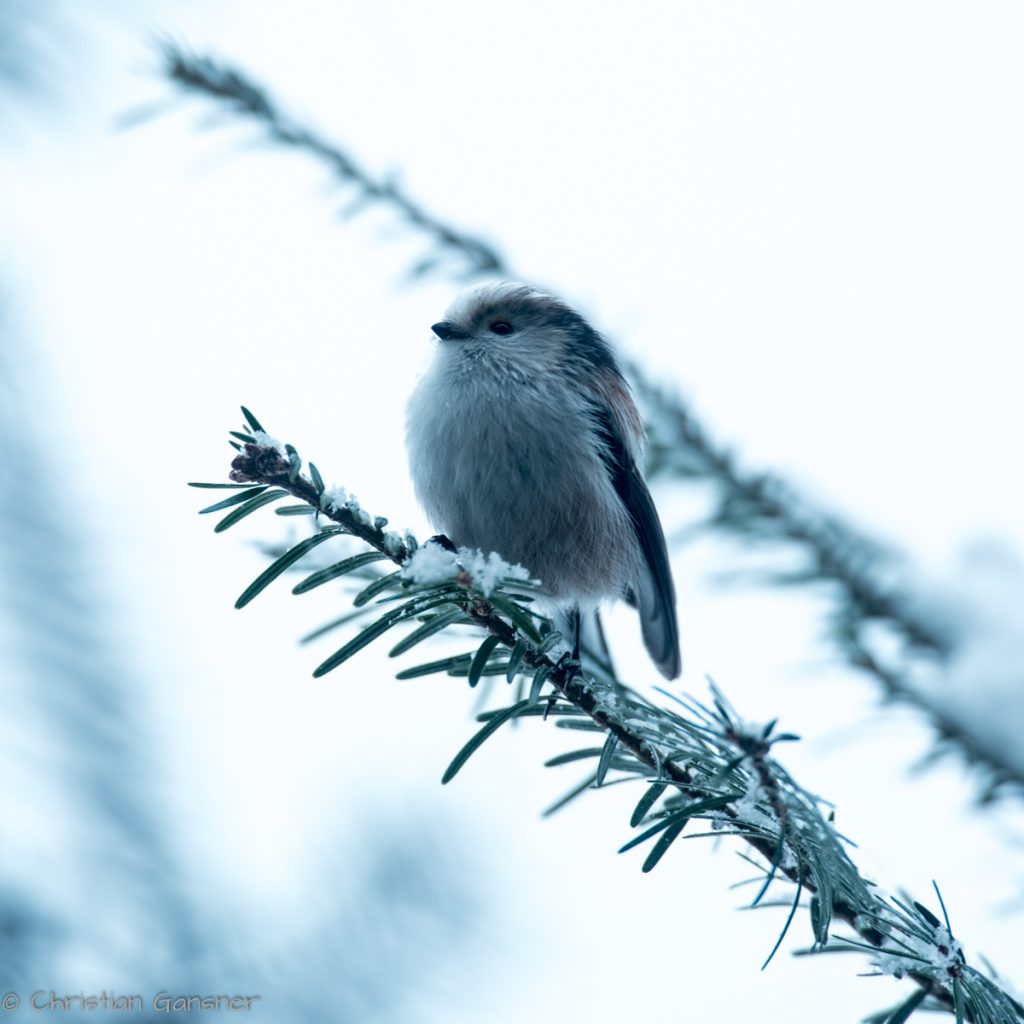 Schwanzmeise am Beobachten