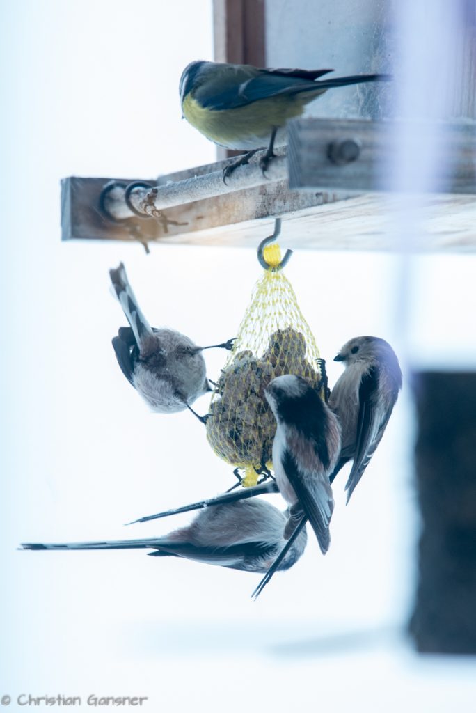 Schwanzmeisen Überfall - da haben Andere das Nachsehen