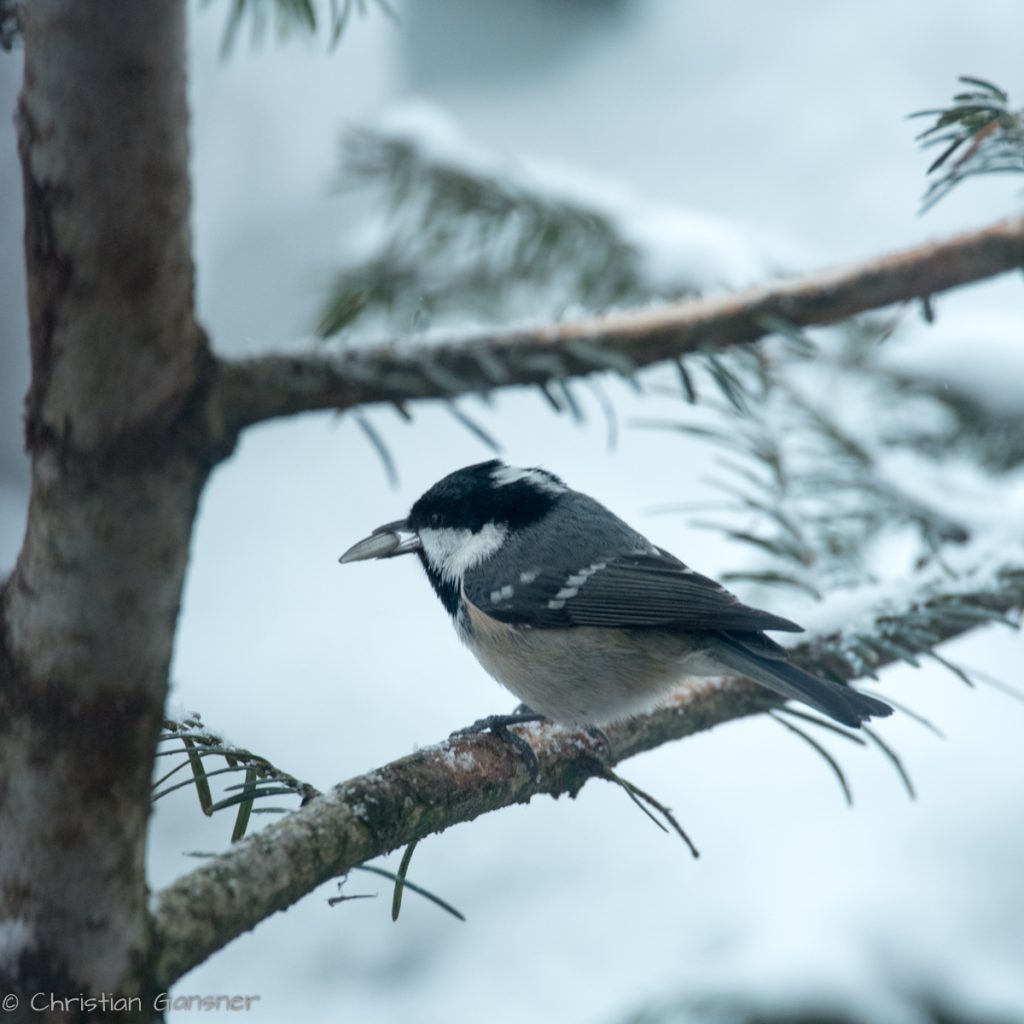 Tannenmeise mit erbeutetem Korn
