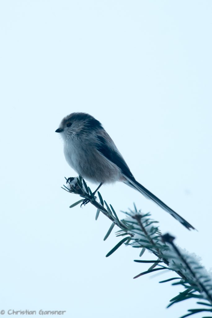 Schwanzmeise am Aussichtsplatz