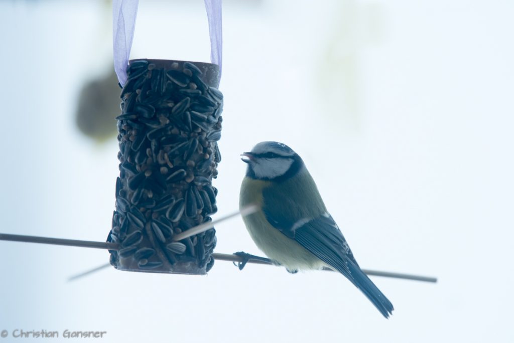 Blaumeise an einem unserer Futterplätze
