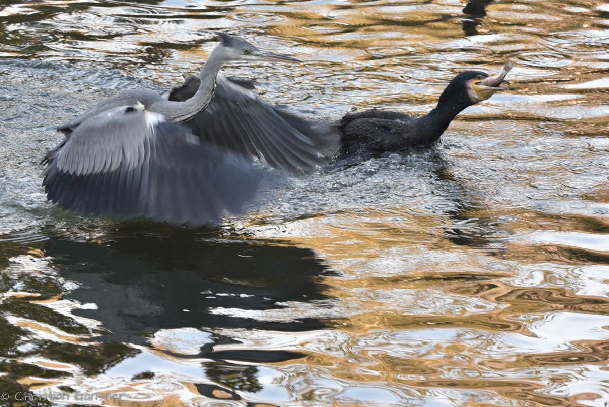 zu spät, ich bin schon dran