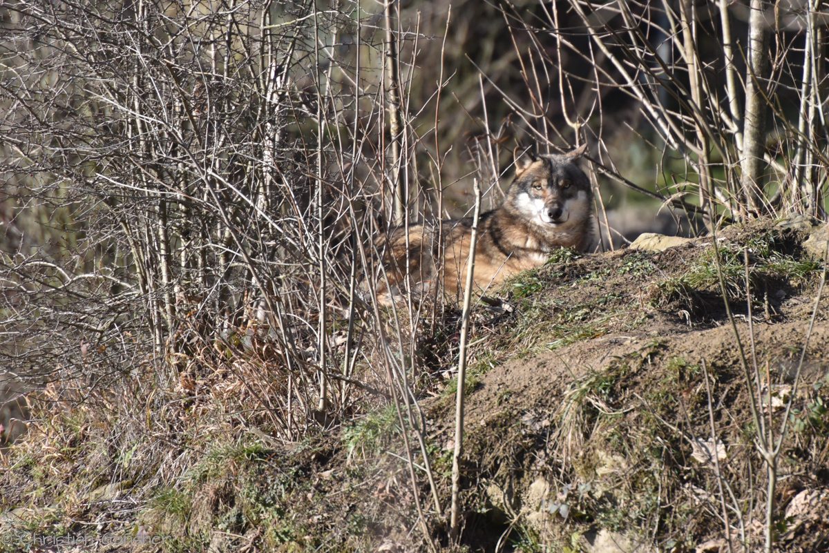 Mein Name ist Wolf