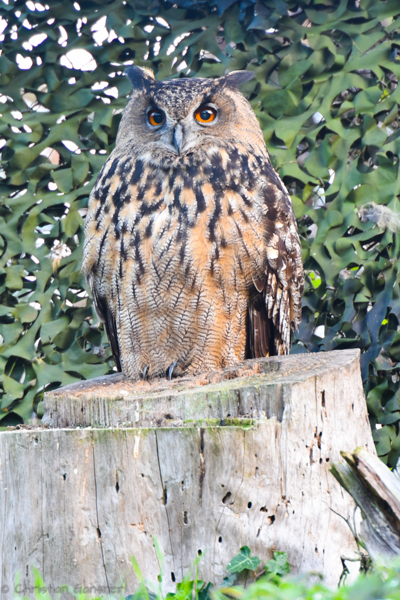 Ich habe Dich gesehen