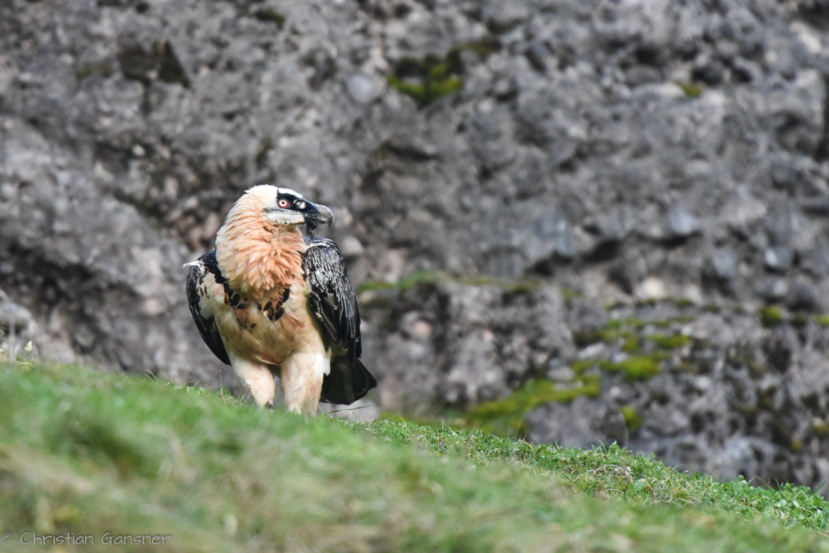 Bartgeier - eine sehr imposante Begegnung