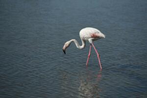 Ausgewachsener Flamingo