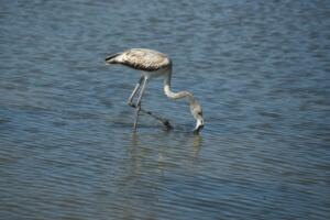 Junger Flamingo