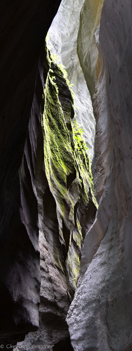 Vegetation in der Schlucht  