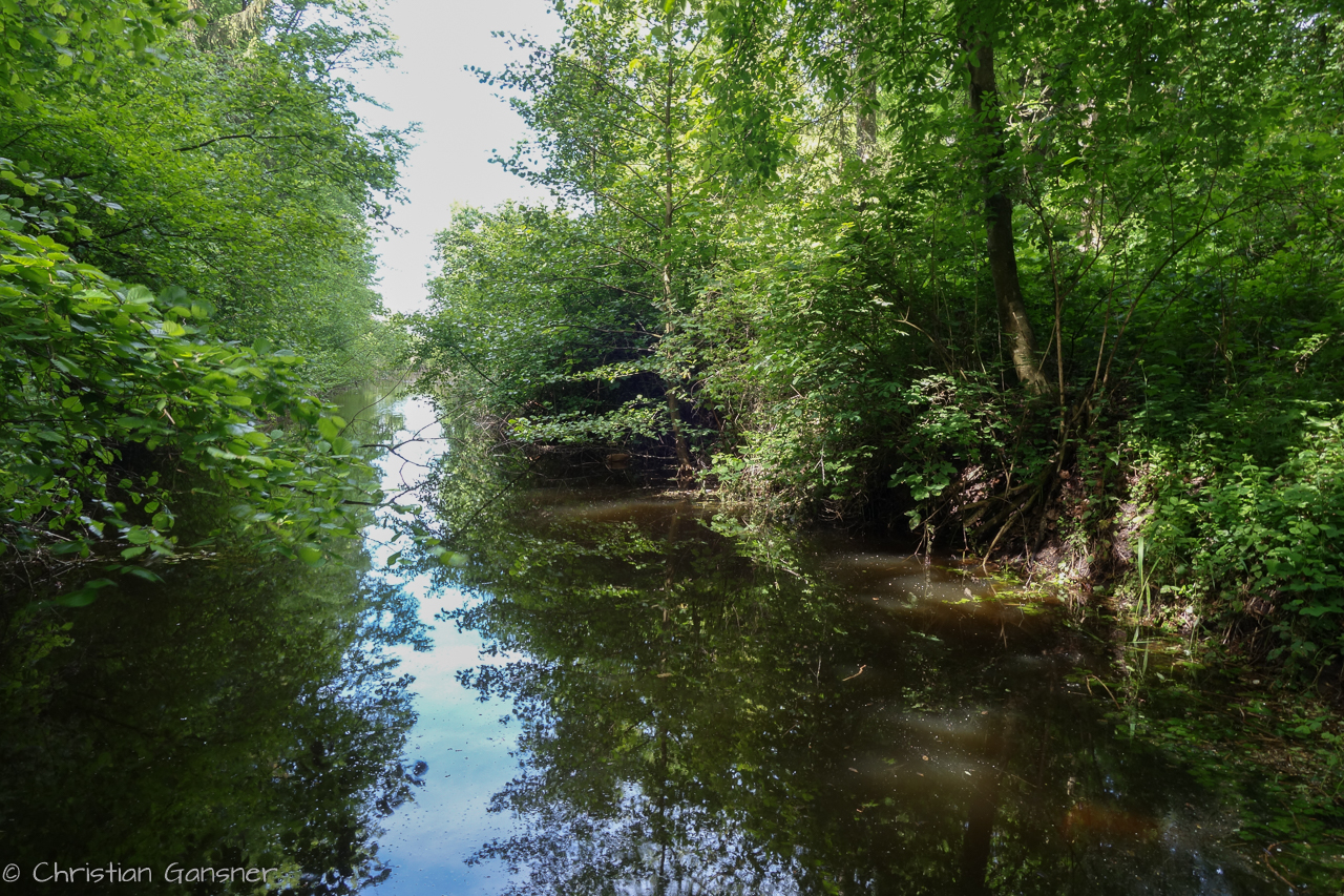 wie im Urwald - Fanel