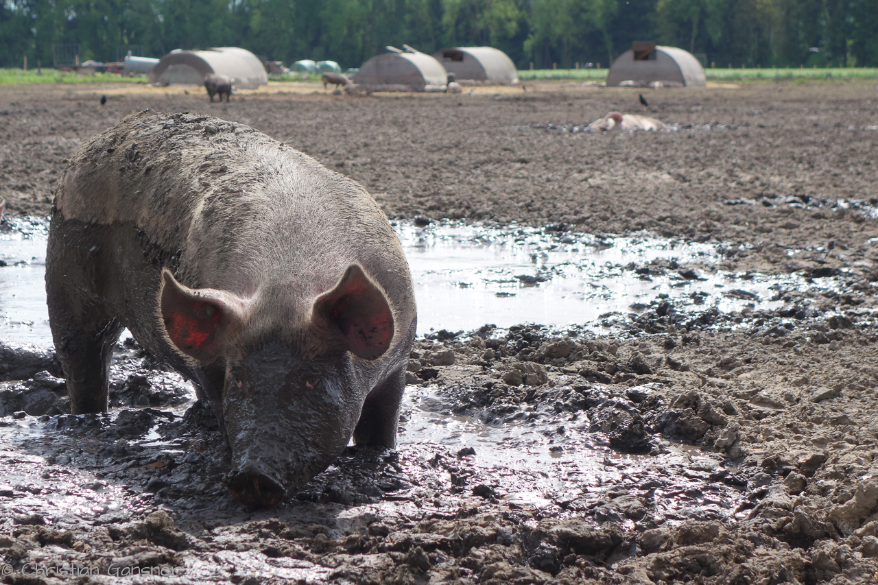glückliches Schwein