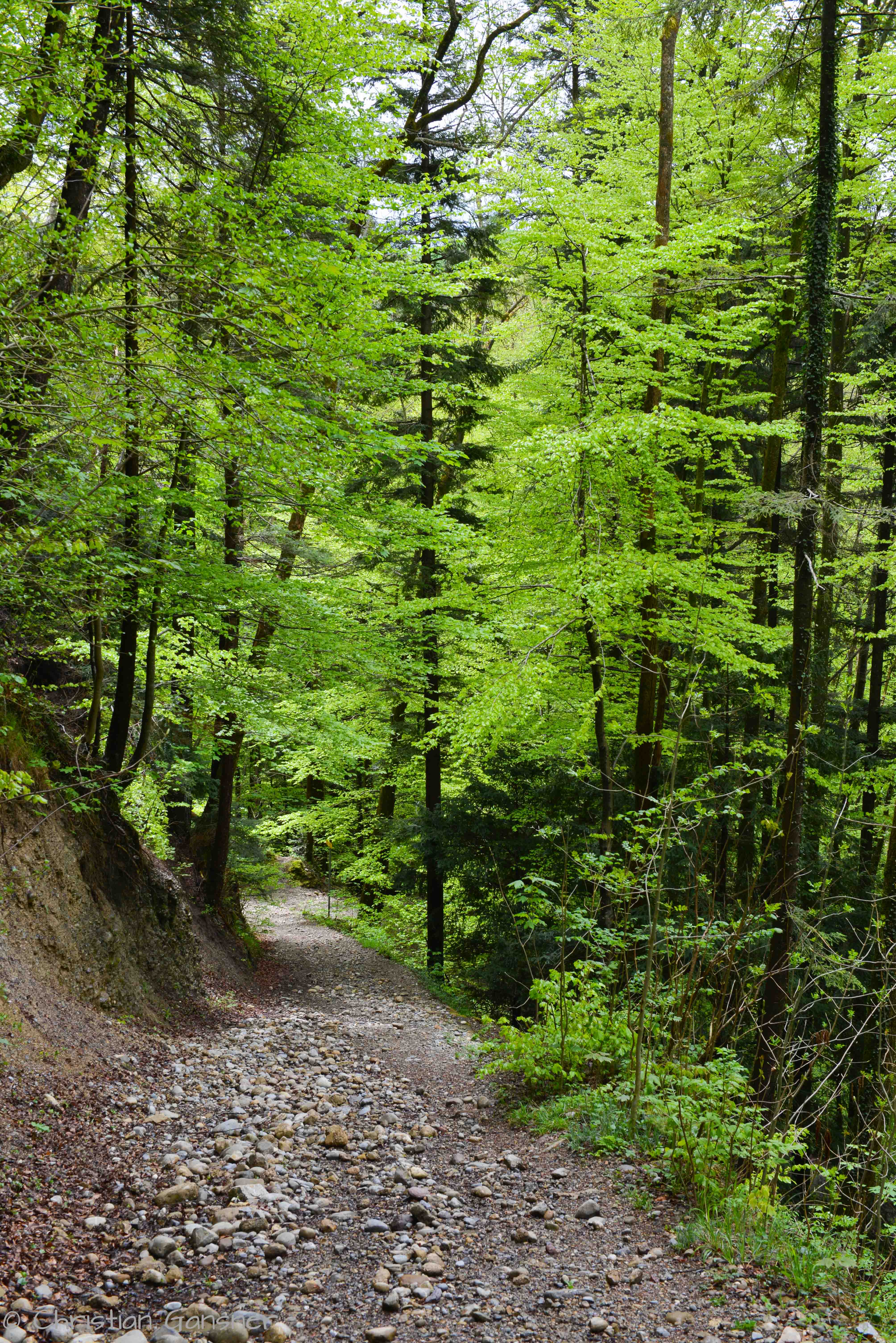 der Weg im satten grün     